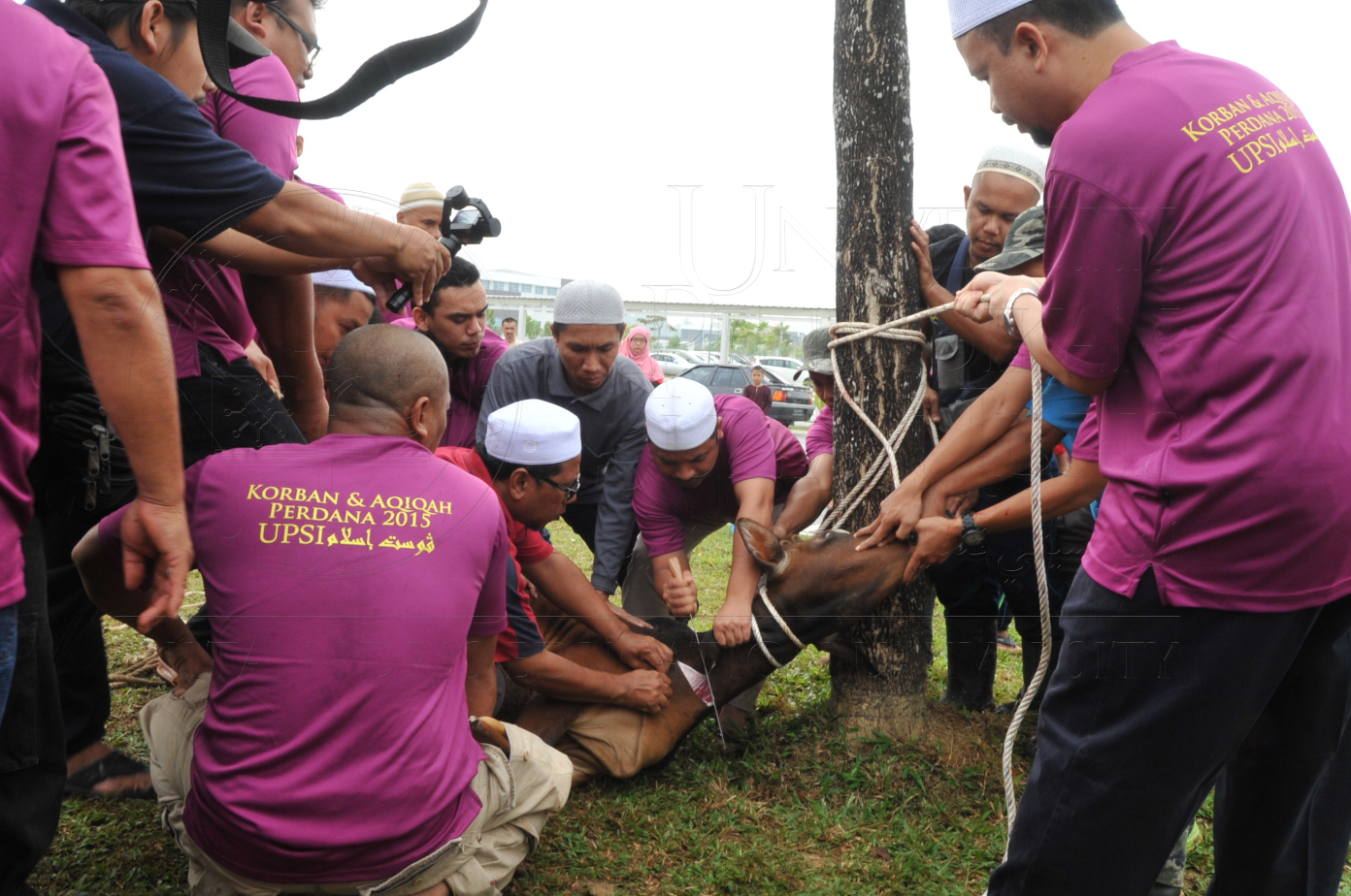 PRO15 150 KORBAN HAS 6786